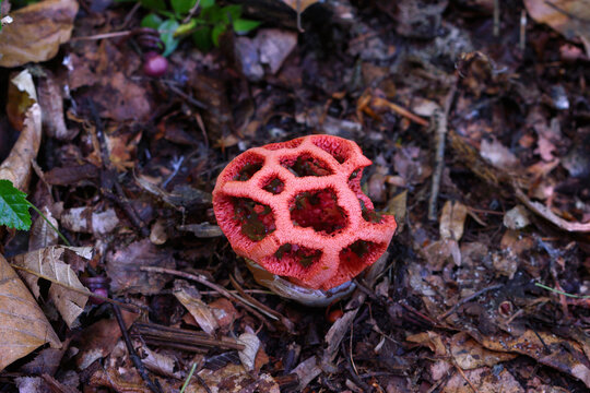 Red cage fungus growing in forest (Clathrus ruber)