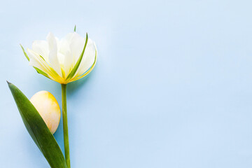 Easter flat lay. Stylish easter egg and white tulip flat lay on blue background. Easter celebration, season greetings mockup. Spring modern minimal banner © sonyachny
