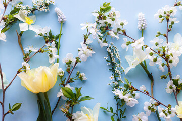 Happy Easter! Daffodil, tulip, cherry blossom flat lay on blue background. Stylish spring template. Easter greeting card or banner © sonyachny