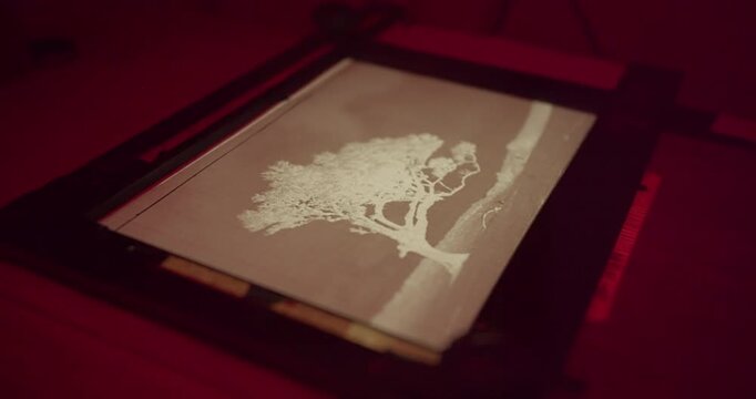 Analog photography printing process with precise enlarger focus adjustment and image framing. Manual photo printing in darkroom