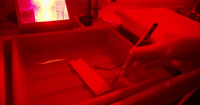 Developing photographic test strip in darkroom to determine correct exposure. Analog photo printing process under safelight