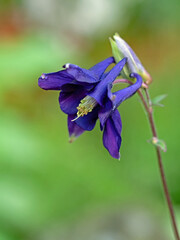 Nahaufnahme der blauen filigranen Bl&uuml;te von Akelei, Aquilegia, vor unscharfem gr&uuml;nen Hintergrund