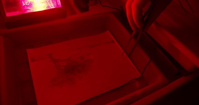 Analog photography print development using chemical trays in darkroom. Manual photographic printing technique