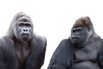 male and female gorilla isolated on white background © fotomaster