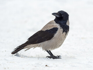Obraz premium Crow in the snow on a winter day close-up