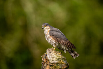 Eurasian Sparrowhawk perched on tree stump in forest, natural green background