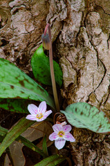 587-38 Which Flower, Which Plant