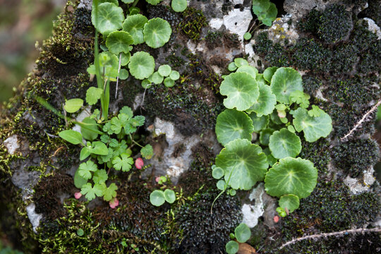 Close up of green round leaves growing on a mossy rock in the forest.