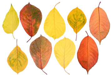 Multicolored cherry tree leaves on isolated background