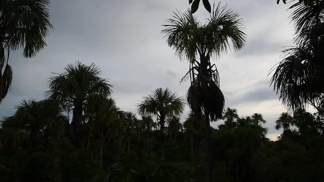 Tropical Bird Sanctuary Lagoa das Araras Near Nobres