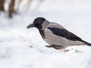 Crow in the snow on a winter day close-up
