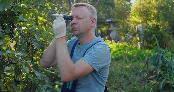 Agricultural worker analyzing grape sugar content in vineyard using handheld refractometer. Preparation for grape harvest