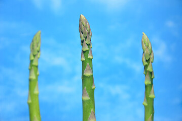 新鮮なグリーンアスパラガス