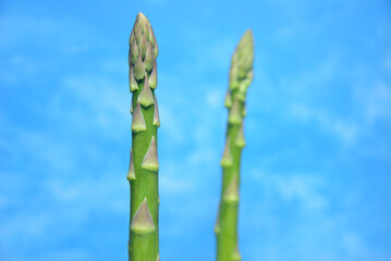 新鮮なグリーンアスパラガス