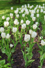 Fototapeta premium Fresh white tulips growing in flowerbed during spring. Natural garden scene with decorative plants on soft focus background, symbol of purity, renewal, and seasonal nature beauty.