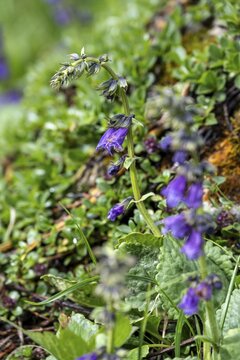 Pyrenean Dragon's Mouth (Horminum pyrenaicum), Blue Alpine Flower, Brenta Dolomites, Trentino, Italy