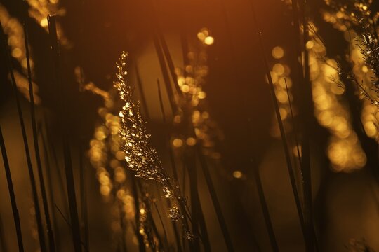 Grasses at sunset with warm golden yellow bokeh, corpostrom, corpo or corppo, southwestern archipelago, Finland