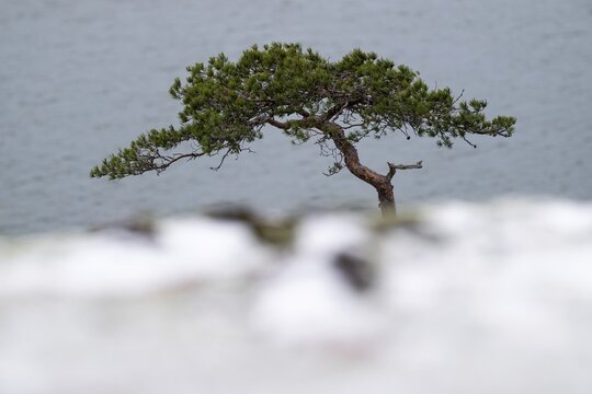 Single tree, pine tree, against a calm sea background, minimalistic winter scene, Korpostr&ouml;m, Korpo or Korppo, southwestern archipelago, Finland