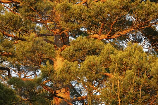 Crown of a pine tree in warm evening light, Korpostr&ouml;m, Korpo or Korppo, southwestern archipelago, Finland