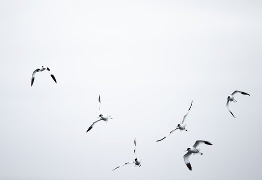 Avocets (Recurvirostra avosetta) flying against a white sky, Namibia