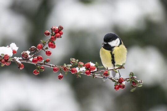 Great Tit (Parus major), Emsland, Lower Saxony, Germany