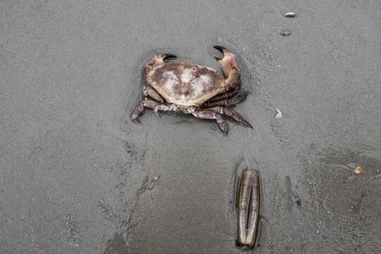 Edible crab (Cancer pagurus) and sword-shaped razor clam (Ensis ensis) on the North Sea beach, Langeoog, Lower Saxony, Germany