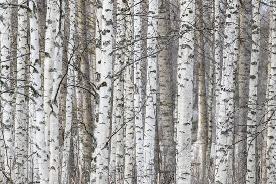 Tight standing, white-black trunks, birch forest in winter, Finland