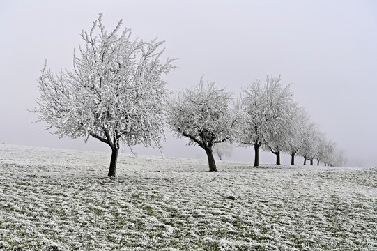 Row of trees with hoarfrost, Lindenberg, Freiamt, Canton of Aargau, Switzerland