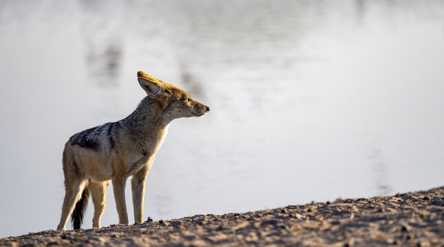 Black-backed jackal (Canis mesomelas), at the waterhole, in the evening light, Savuti, Chobe National Park, Botswana