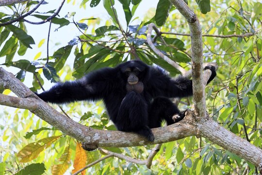 Siamang (Symphalangus syndactylus), adult, sitting on tree, alert, Southeast Asia