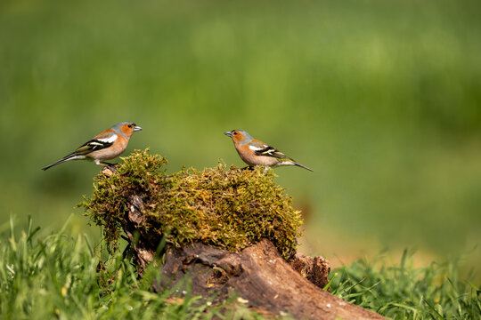 Two common chaffinches perched on mossy tree stump, green natural background