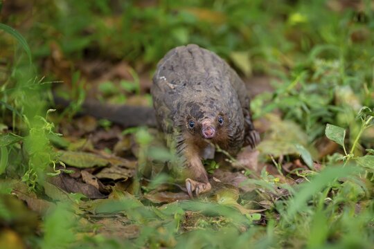 Pangolin on the ground, white-bellied pangolin (Phataginus tricuspis, Manis tricuspis), Western Region, Pangolin Rescue Center, Uganda
