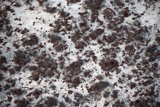 Structure and pattern, trees in the dry season, arid landscape, aerial view of the Okavango Delta, near Maun, Okavango Delta, Botswana