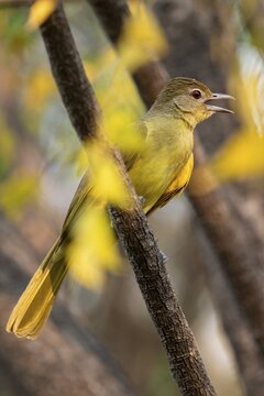 Yellow-bellied Greenbul (Chlorocichla flaviventris), Yellow-bellied Greenbul, Zambezi Region, Caprivi Strip, Namibia