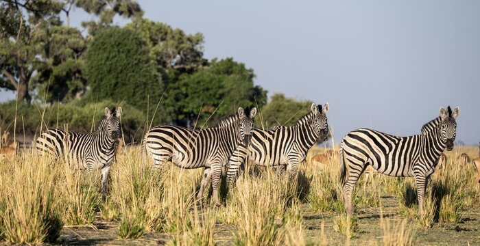 Herd of Steppe Zebras (Equus quagga), Ambient Light, Ihaha, Chobe National Park National Park, Botswan