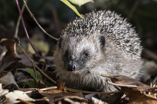 European hedgehog (Erinaceus europaeus), Emsland, Lower Saxony, Germany