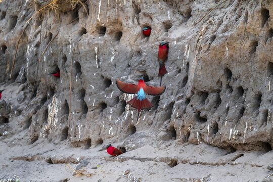 Breeding caves on the banks of the Kwando, Southern carmine bee-eater (Merops nubicoides), bee-eaters breeding, Kwando River, Zambezi region, Caprivi Strip, Namibia