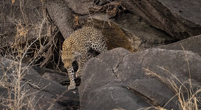 Female, leopard (Panthera pardus) in rocks, Savuti, Chobe National Park, Botswana