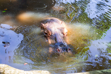 A large hippopotamus, partially submerged in murky water, looks directly at the camera, its eyes and ears above the surface