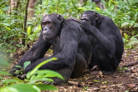 Two chimpanzees (Pan Troglodytes), adult male spawning, grooming in the jungle, Kibale National Park, Uganda