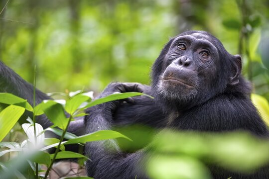 Animal portrait, chimpanzee (Pan Troglodytes) looking longingly, hopeful, adult male between leaves in the jungle, Kibale National Park, Uganda