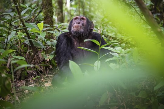 Chimpanzee (Pan Troglodytes), male looking thoughtfully, on the ground, mood, green jungle in Kibale National Park, Uganda