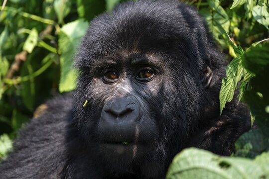 Mountain gorilla (Gorilla berengei berengei), Bwindi Impenetrable National Park, Uganda