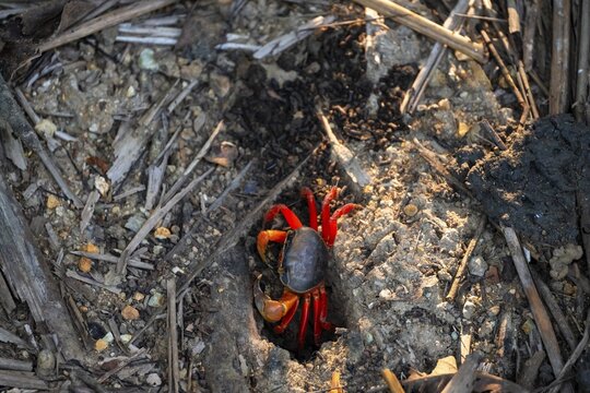 Harlequin crab (Cardisoma armatum), Manuel Antonio National Park, Puntarenas district, Costa Rica