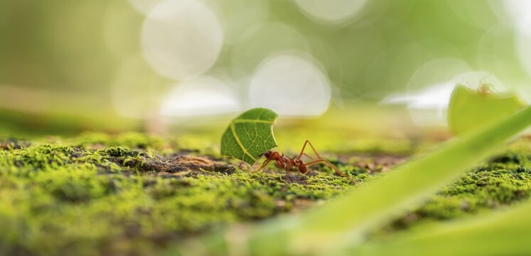 Leafcutter ants carrying leaves, ant trail, Tortuguero National Park, Costa Rica