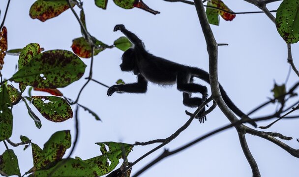Mantled howler (Alouatta palliata) sitting in a tree, Cahuita National Park, Costa Rica