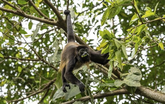Mantled howler (Alouatta palliata) eating leaves in a tree, Cahuita National Park, Costa Rica