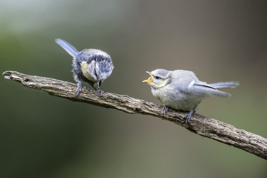 Blue tits (Parus caerulea), adult bird feeding young, Emsland, Lower Saxony, Germany
