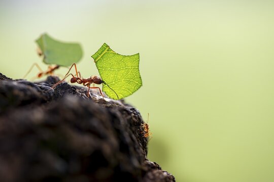 Leaf-cutter ant (Atta cephalotes) carrying a piece of leaf, rainforest, Tortuguero National Park, Costa Rica
