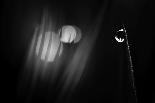 Blades of grass in detail with dewdrops, Mindelheim, Bavaria, Germany